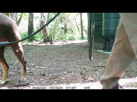 wernhout camera dief