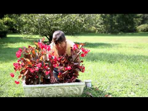 How to Plant a Begonia : Begonias