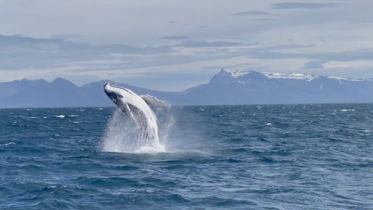 Breaching whale in Iceland!
