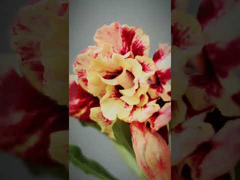 Wüstenrose. Blume. Zierpflanze. Adenium. Zimmerpflanze. Gartenarbeit #Pflanzen #Adenium