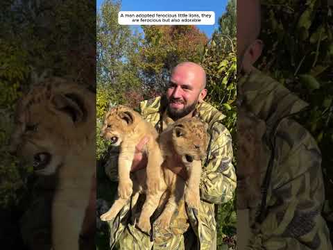 ferocious lion cubs are cared for and raised by a man..