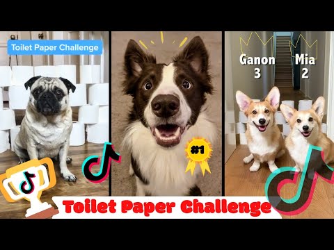 🐾 Funny Dogs of TikTok in the #ToiletPaperChallenge☺️🐶 | TikTok Compilation