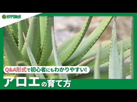 ルファス・ハウラー (Alouatta seniculus)