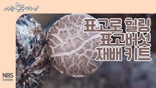 [나는농부다 230회] 표고로 힐링 표고버섯 재배 키트