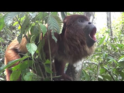 Death Metal Howler Monkey | Metal Injection