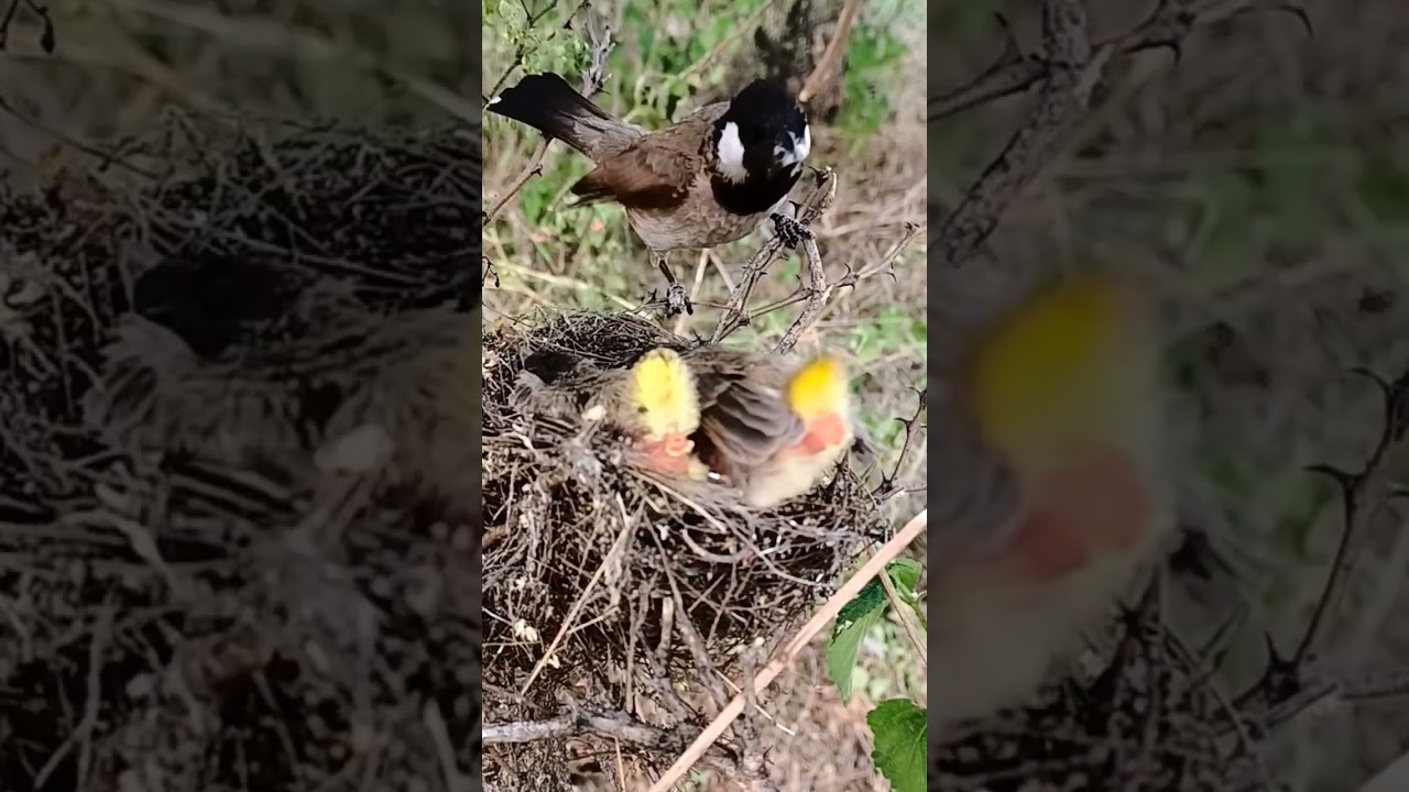 Himalayan Bulbul: The Ultimate Clean Nesting Bird #shorts