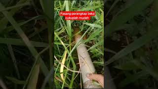 Download lagu cara memasang perangkap belut cukuplah mudah#video#short#viral#bang mis channel mp3