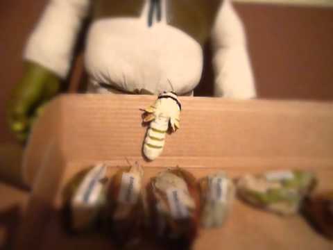 Mėnulio drugio (Actias selene) metamorfozė