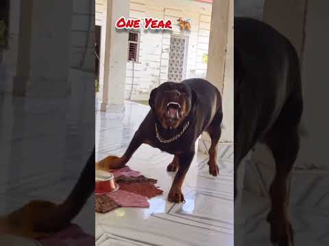 One Month Vs One Year rottweiler transformation #feed #shorts #song #love #pets #rottweiler#views