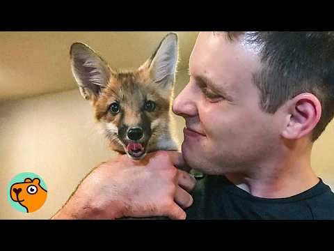 Couple Rescued a Baby Fox and Gave Her a Dog Brother | Cuddle Buddies