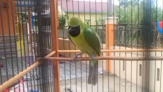Download lagu Masteran cucak ijo juara ful isian Kasaran @edyjagalchanel7465 mp3