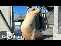Sea Lion Who Grooves To Boogie Wonderland Proves Animals Can Keep A Beat