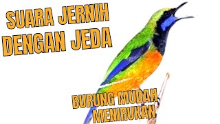 Download lagu masteran cucak cungkok 3 jam jernih jeda !!dengan air mengalir burung lebih mudah menirukan mp3 Download lagu masteran cucak cungkok 3 jam jernih jeda !!dengan air mengalir burung lebih mudah menirukan mp3