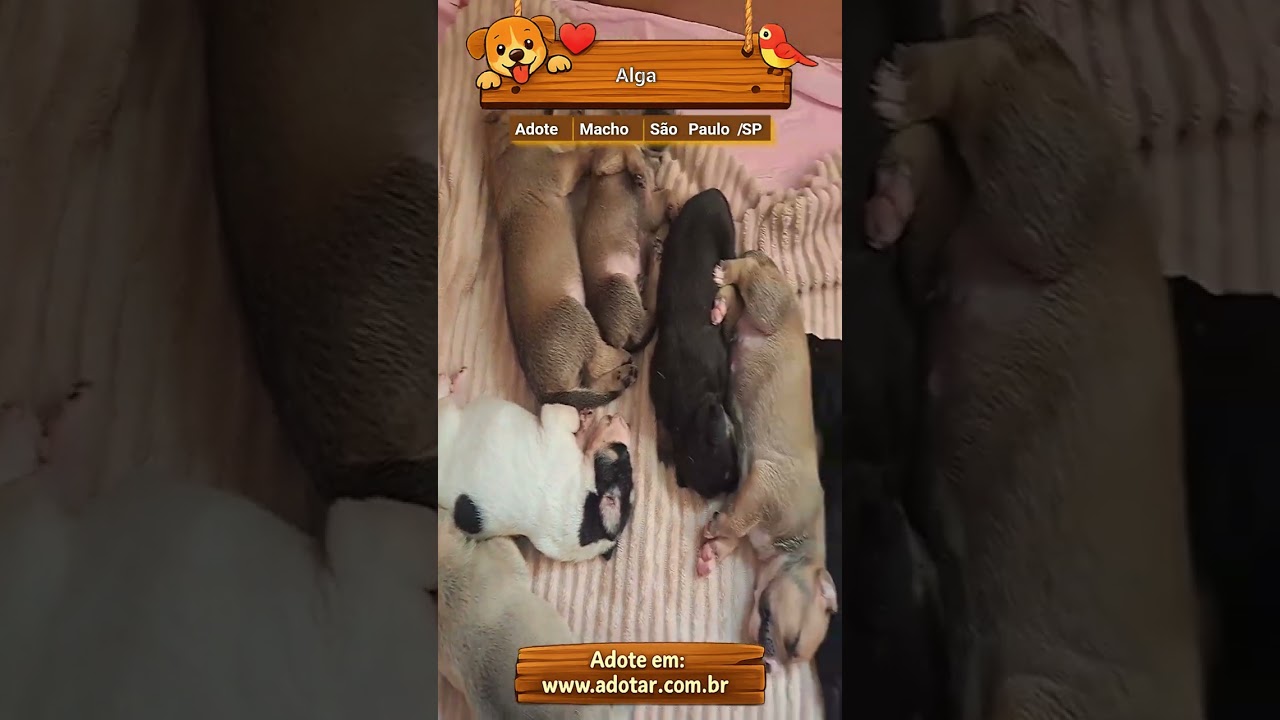 Cachorro raça SRD-ViraLata idade Abaixo de 2 meses nome Alga