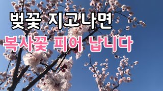 복숭아재배/ 복사꽃 피기전에 해야 할 일은 무엇일까?