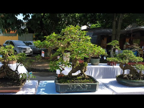 SH.3055.Cây Sung giống như con Nghê đẹp quá.