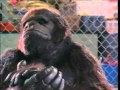 Born To Be Wild VHS Commercial 1995