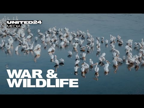 The environmental impact of war in Ukraine: Thousands of dead dolphins