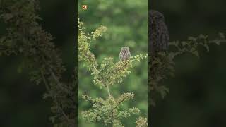 Beautiful Little Owl Sounds (Sitting In Trees On Tree Branch In Colourful Forest Location)