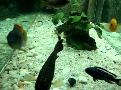 new sturisoma festivum