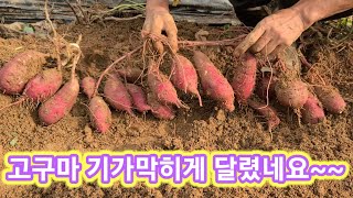 우리 고구마가 미쳐불게 달렸습니다 ^^ㅋ 베니하루카,까 꿀고구마