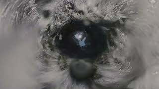 When Saints Go Machine - Still Bleeding (Official Audio)