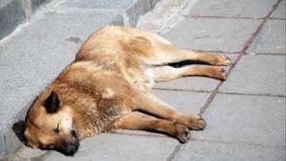 Callejero - Alberto Cortéz