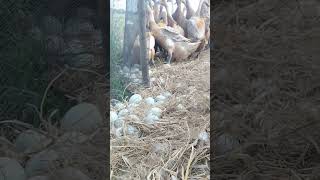 Download lagu Ternak Bebek Angon Musim Kemarau mp3