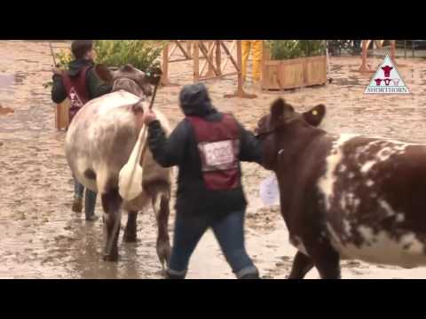 Juras Shorthorn Palermo 2016 Hembras y Machos