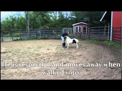 SOLD! An Amazing 2 1/2 month old Colt that can do it all (Kirby)