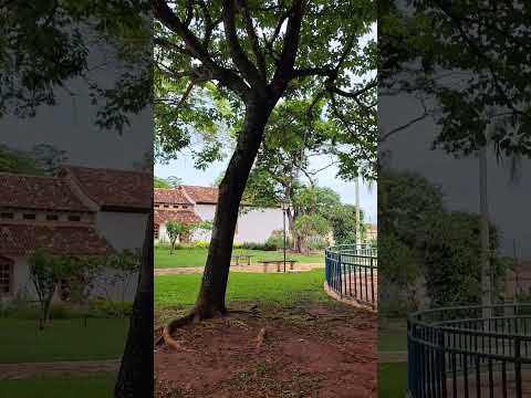 Vento derruba árvore na Praça da Matriz - Itaberaí - Goiás