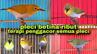 Download lagu Call Pleci Betina || Pleci Betina Ribut Memanggil Jantan ||Terapi Pleci Koloni mp3 Download lagu Call Pleci Betina || Pleci Betina Ribut Memanggil Jantan ||Terapi Pleci Koloni mp3