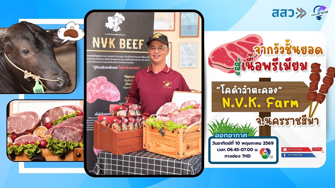 จากวัวชั้นยอด สู่เนื้อพรีเมียม โคดำลำตะคอง NVK Farm จ.น?