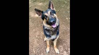 Video preview image #1 German Shepherd Dog Puppy For Sale in Cranford, NJ, USA