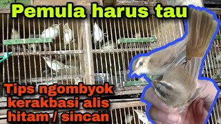 Download lagu Cara membedakan kerakbasi alis hitam / sincan jantan dan betina mp3 Download lagu Cara membedakan kerakbasi alis hitam / sincan jantan dan betina mp3