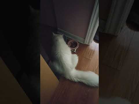 Ragdoll Persian cat pawing and scratching floor after meal