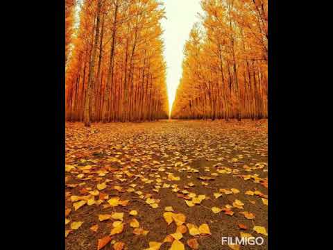 Tommy Dee Namafela ft Levins - Ndiwe