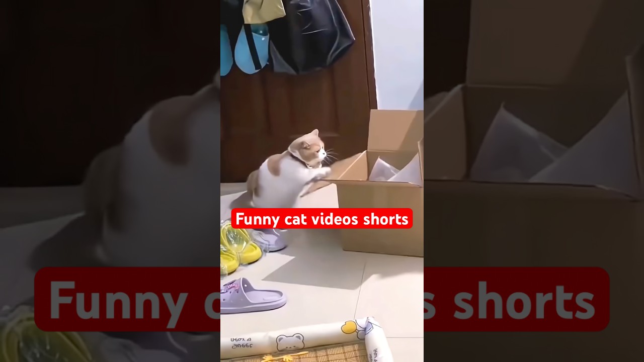 Funny cat videos shorts #shorts #cat #catvideos #funnycatvideos #ytcat #funny #cute #meowmoe