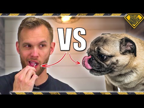 Who Has A Cleaner Mouth, Dog or Human? - YouTube