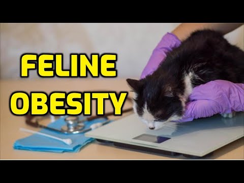 Do Overweight Cats Die Sooner?