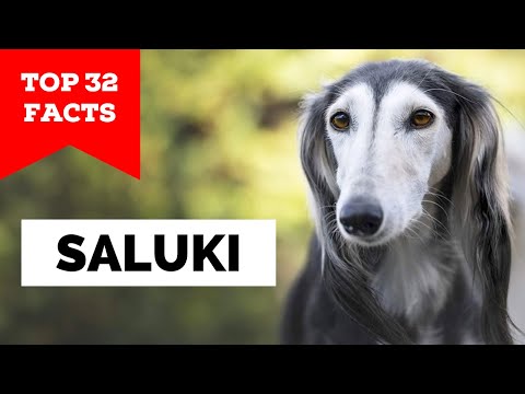 99% of Saluki Owners Don't Know This