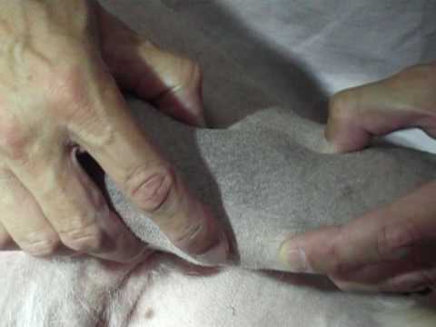 Crepitare articolazioni in tutto il corpo provoca postparto I metodi tradizionali di trattamento di hip coxartrosi