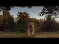 Homeward Bound Incredible Journey Tamil Dubbed Movie Parts