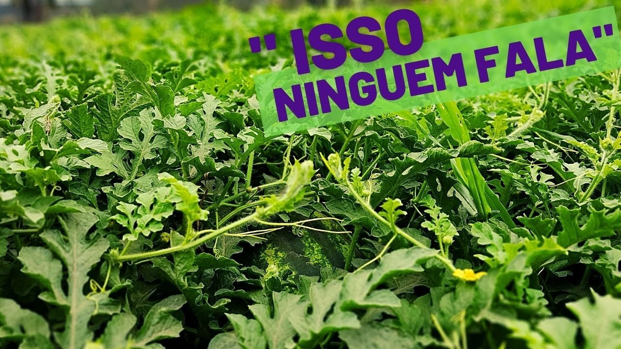 O adubo mais importante para melancia ficar graúda???