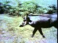 Sesame Street Warthog Film Narration