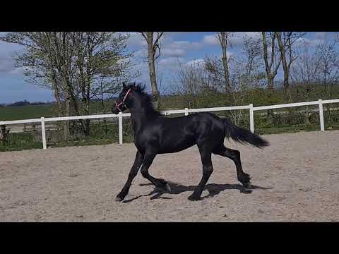 Stal Okkema's Meint - Julius x Tije - stallion 2020