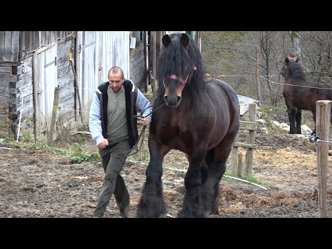 Caii lui Bexa Daniel de la Ciuruleasa, Alba - 2022 Nou!!!