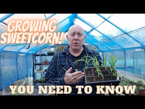 Growing Sweetcorn [What You Need To Know [Gardening Allotment UK] [Home Growing Veg ]