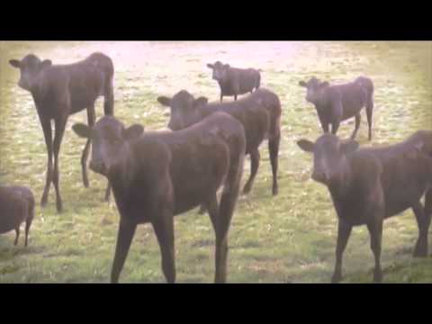 PIRATE BIZZNESS - 'MOOVIN ON' (SECRET BARN PARTY AFTERMOVIE)