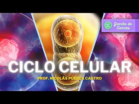 Cell Cycle: Interphase, Mitosis and Meiosis